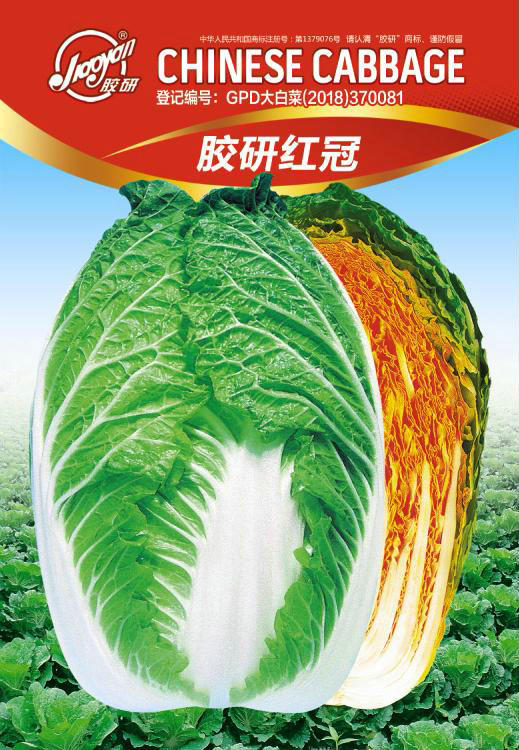 红冠——秋播白菜